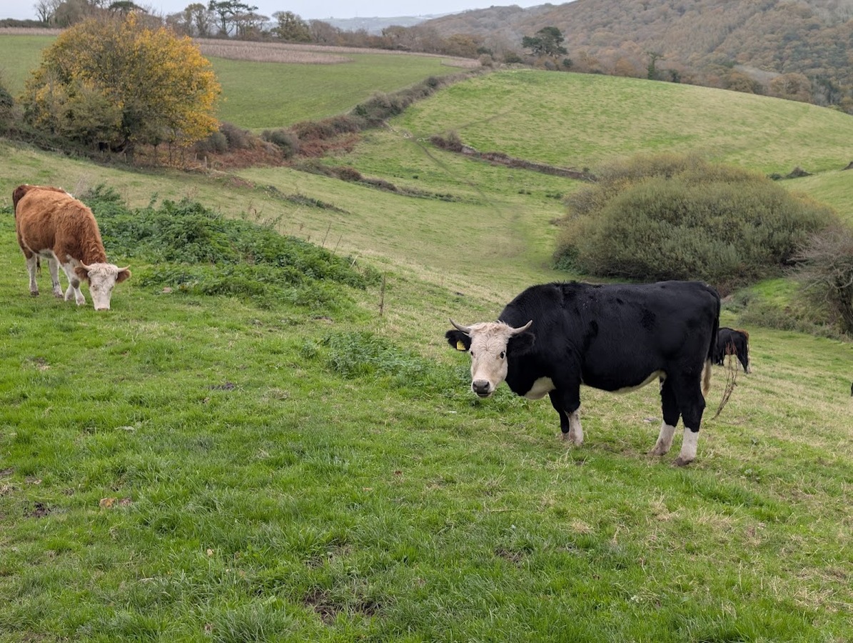 The Cows are in the Clover